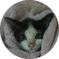 Napie Rochi Kitty_Cat Napie Rochi Kitty_Cat