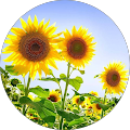 Miss Sunflower Rose Miss Sunflower Rose