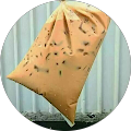 candu maya candu maya