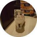 Mycats